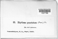 Rhytisma punctatum image